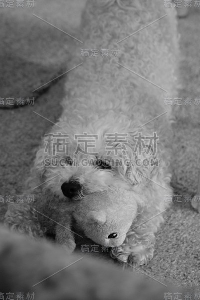 宠物爱