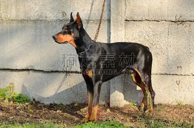 链接杜宾犬