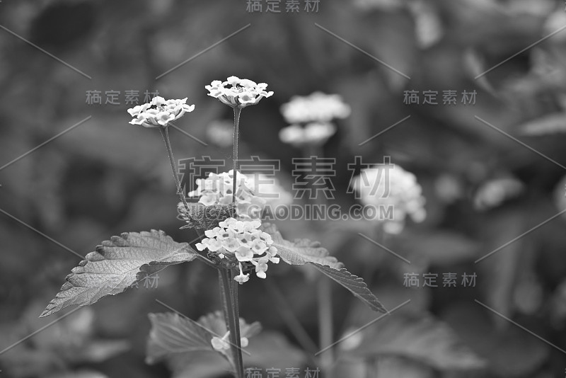 卡马拉Lantana