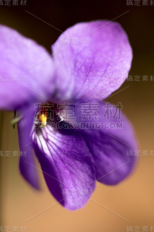 木紫罗兰(Viola odorata)或甜紫罗兰，英国紫罗兰，原产于欧洲的普通或花园紫罗兰，多年生草