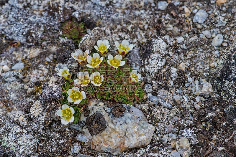 簇状虎耳虎耳草，虎耳虎耳虎耳是许多北极高地常见的花。