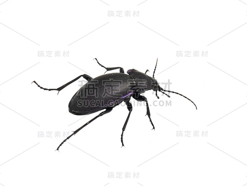紫土鳖虫