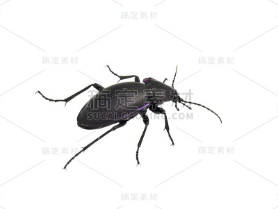 紫土鳖虫