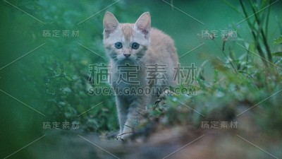 一个漂亮的
