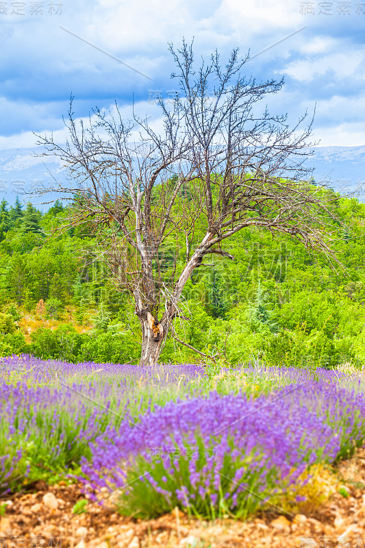 干树，薰衣草花，青山