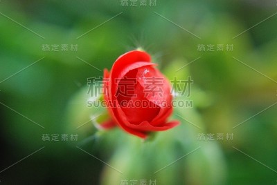 花自然叶色