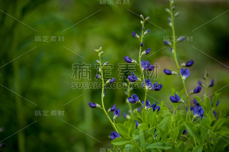 蓝色的狼。蓝色的小花映衬着墨绿色的草。花夏天背景