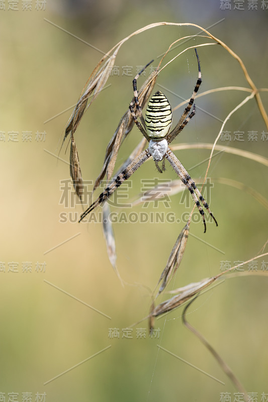 Argiope bruennichi。蜘蛛潜伏的猎物。