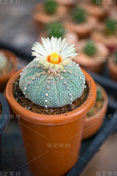 仙人掌和盆花