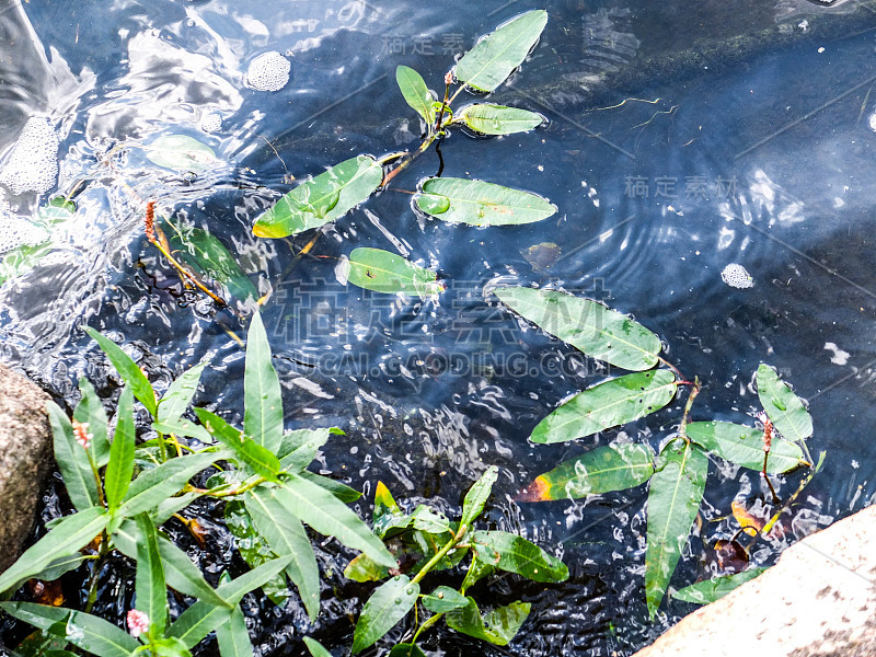 湖面上有海生植物