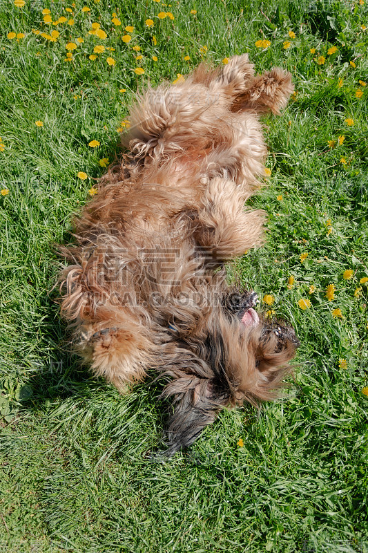 一只红色的牧羊犬，荆棘正在春天的草地上玩耍。