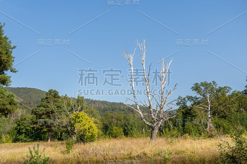 光秃秃的白桦树干与枝桠映衬着郁郁葱葱的绿色植被和湛蓝的天空。