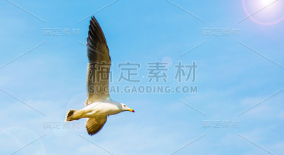高高的蓝天，白色的海鸥在海面上盘旋。
