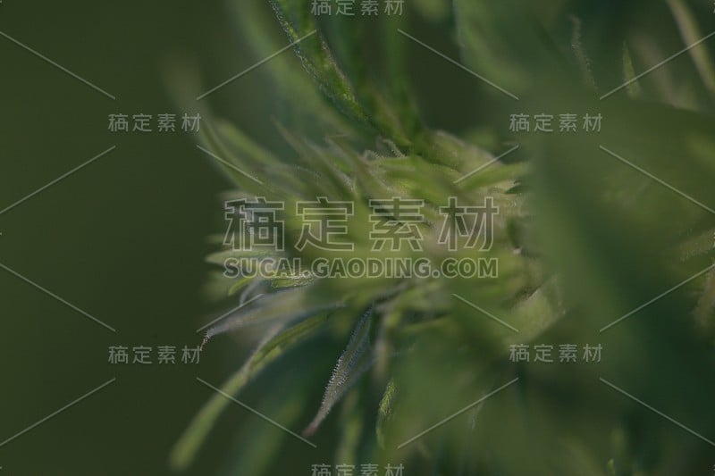 大麻在户外