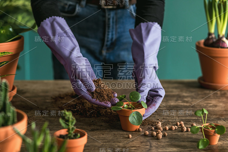 女园丁正在移植美丽的植物，仙人掌，多肉到陶瓷盆和照顾家里的花在复古木桌上，她的概念的家花园。