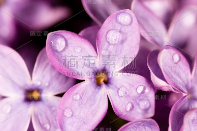 带有水滴的丁香花
