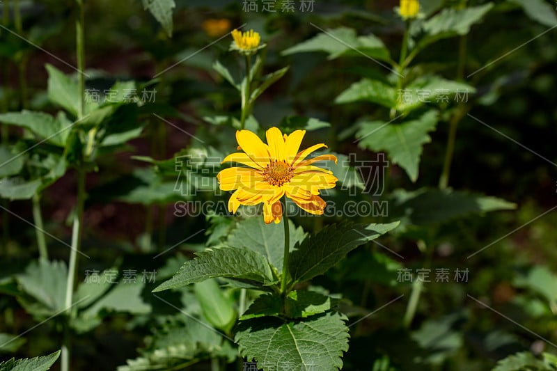 太阳花(假向日葵)在春天和夏天的花园里开花，叶子是绿色的