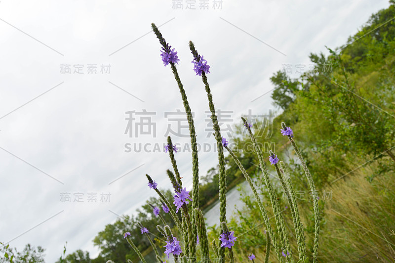 南达科他州的野花