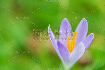 紫色的番红花