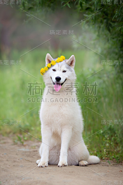 哈士奇狗