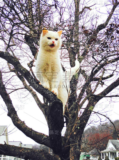 小猫征服树