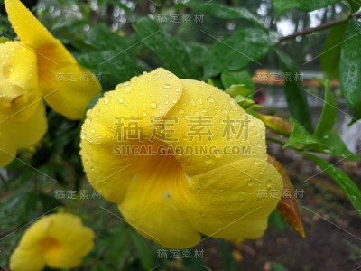 雨