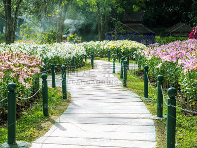 穿过花田