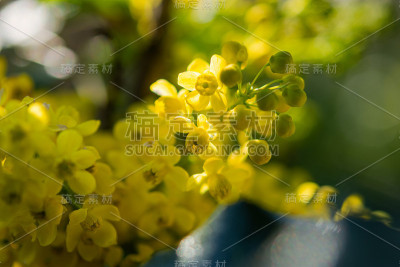 木犀草(Mahonia aquifolium)特写