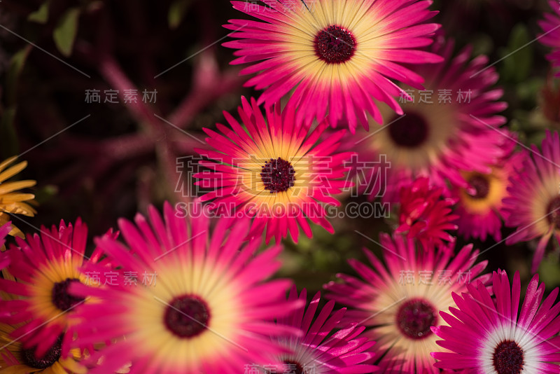 特写Livingstone雏菊