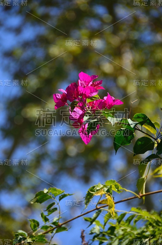 叶子花属的细节