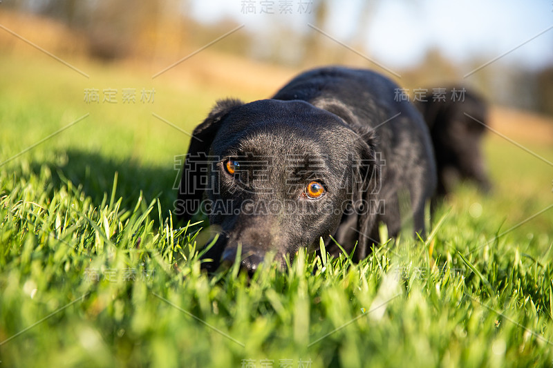 黑色拉布拉多犬躲在草丛里看着镜头