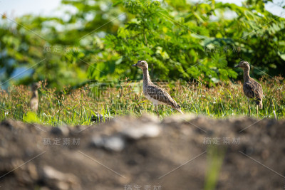 Double-striped thick-knee