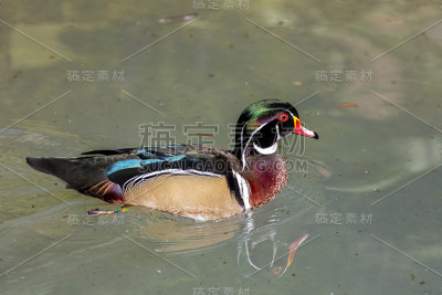 木鸭子