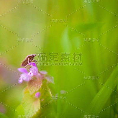 花上的虫子