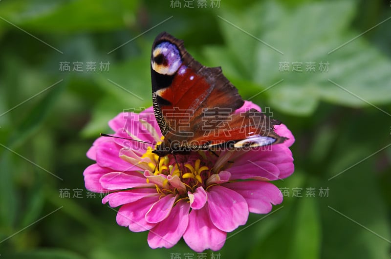 欧洲孔雀(Aglais io)上百日草花特写