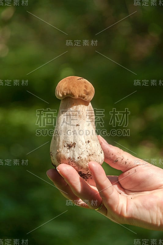 森林里女人手里拿着的牛肝菌，面包，牛肝菌或牛肝菌