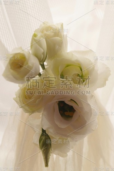 美丽的花束白色桔梗花(桔梗花)