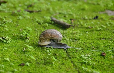 苔藓地上的蜗牛