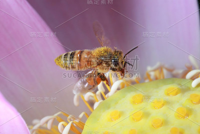 蜜蜂