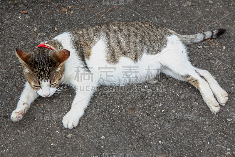 那只肥猫睡在水泥地上