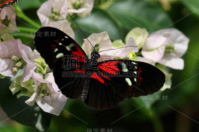 蝴蝶大普通邮差Heliconius Melpomene Rosina正在吃花