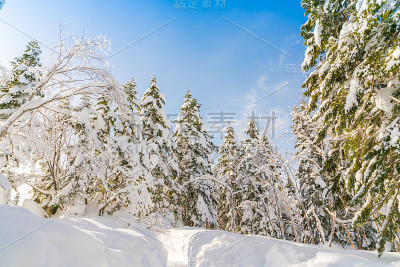 冬天的树被雪覆盖