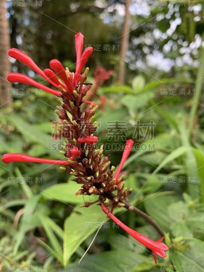 热带景观