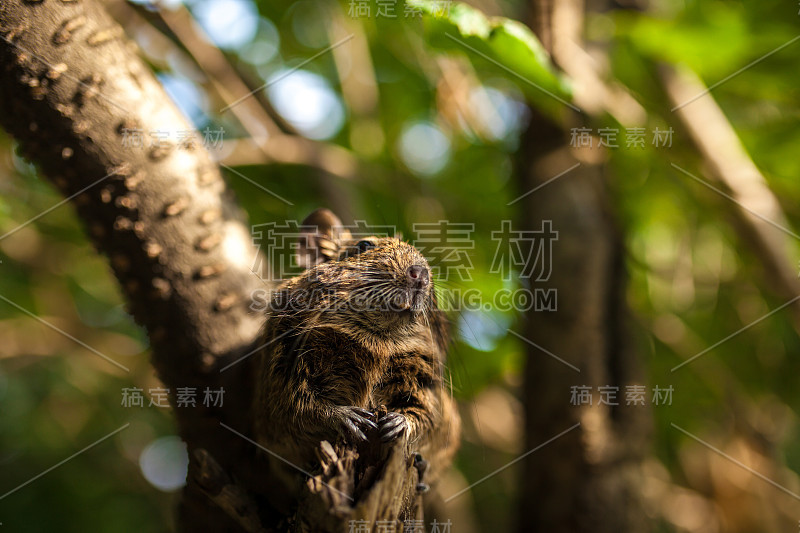 啮齿动物在树枝上