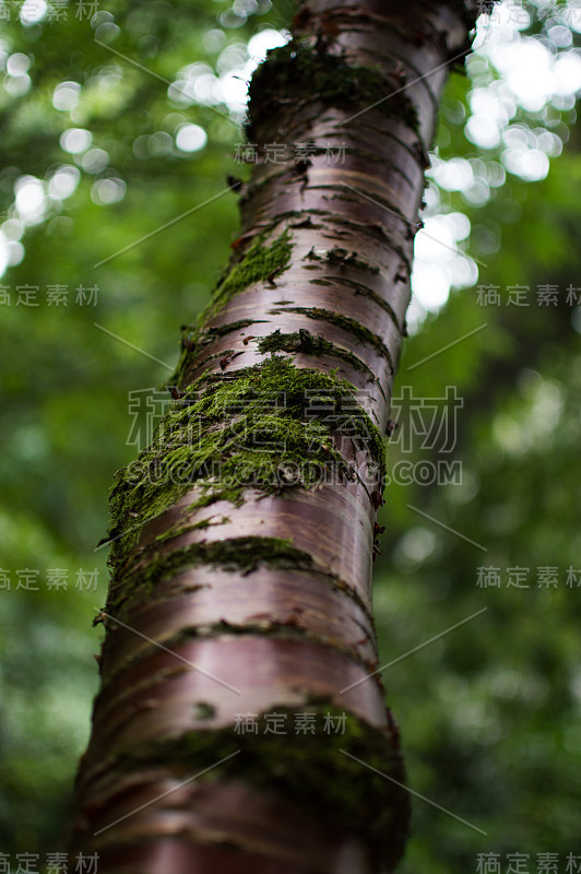 红树上的苔藓