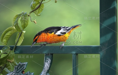 北方黄鹂