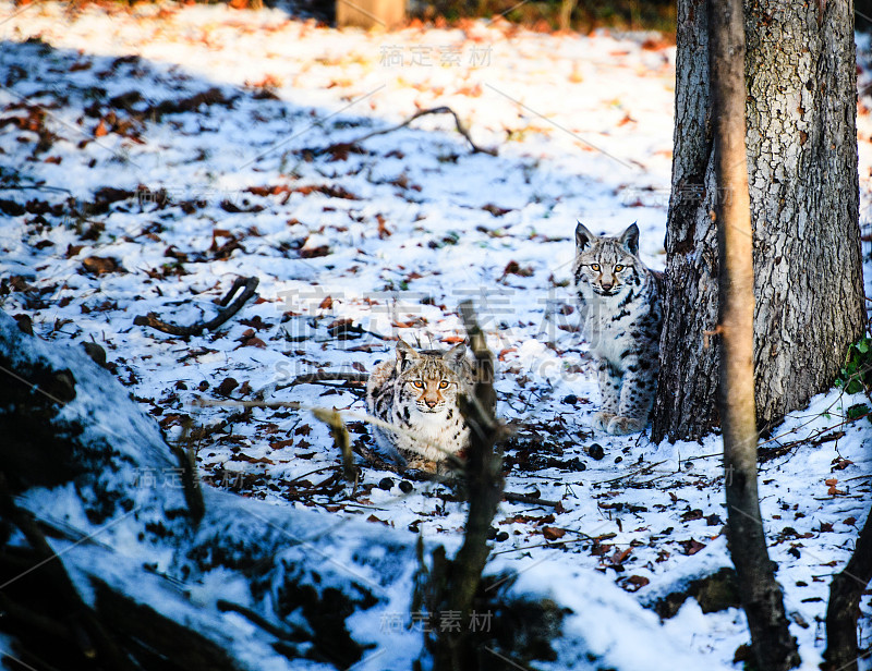 猞猁在冬天