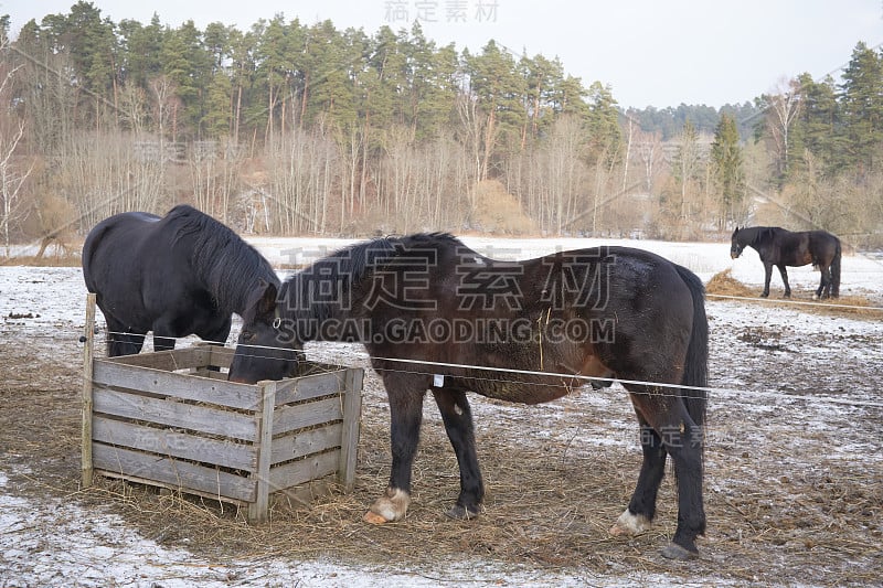 雪地里的两匹黑马