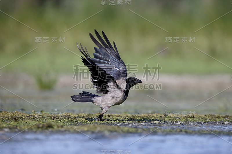 冠乌鸦，乌鸦冠角