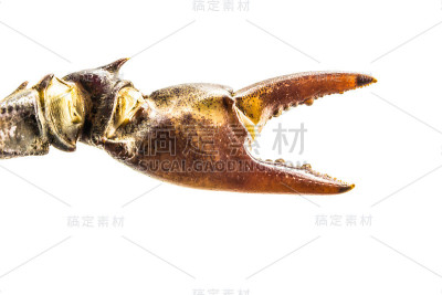 白色背景上的蟹爪